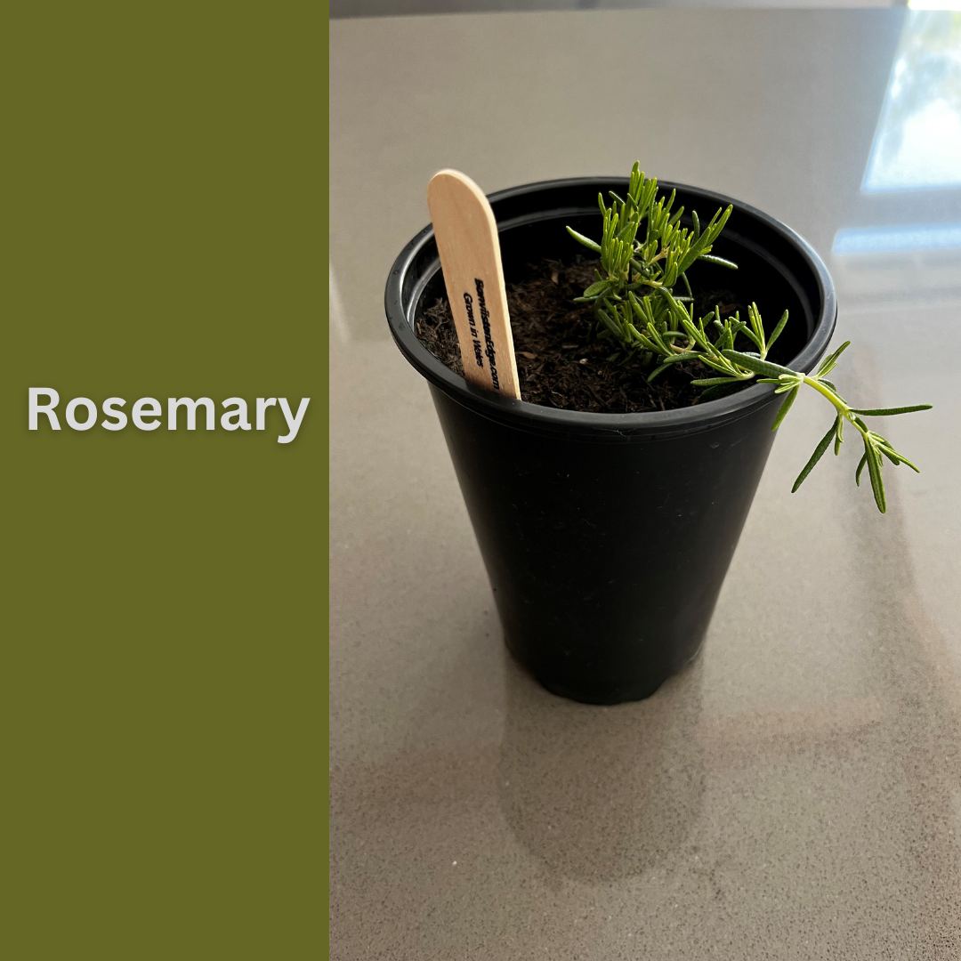 Rosemary
