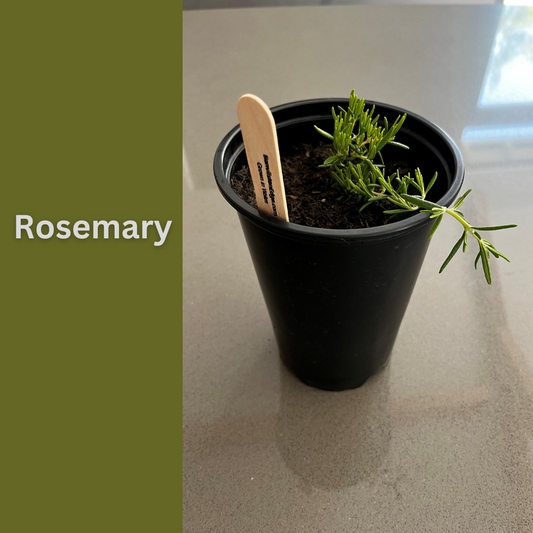 Rosemary