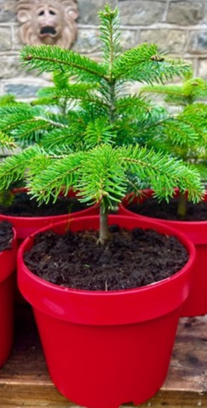 Christmas Tree (Small)