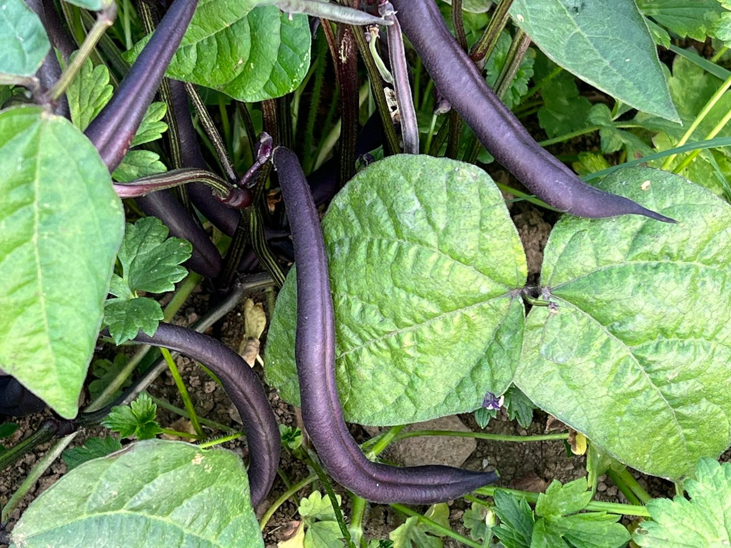 Dwarf French Beans per 200g