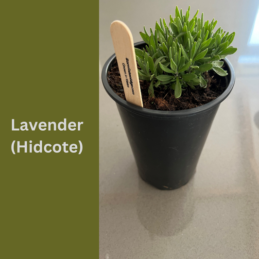 Lavender (Hidcote)