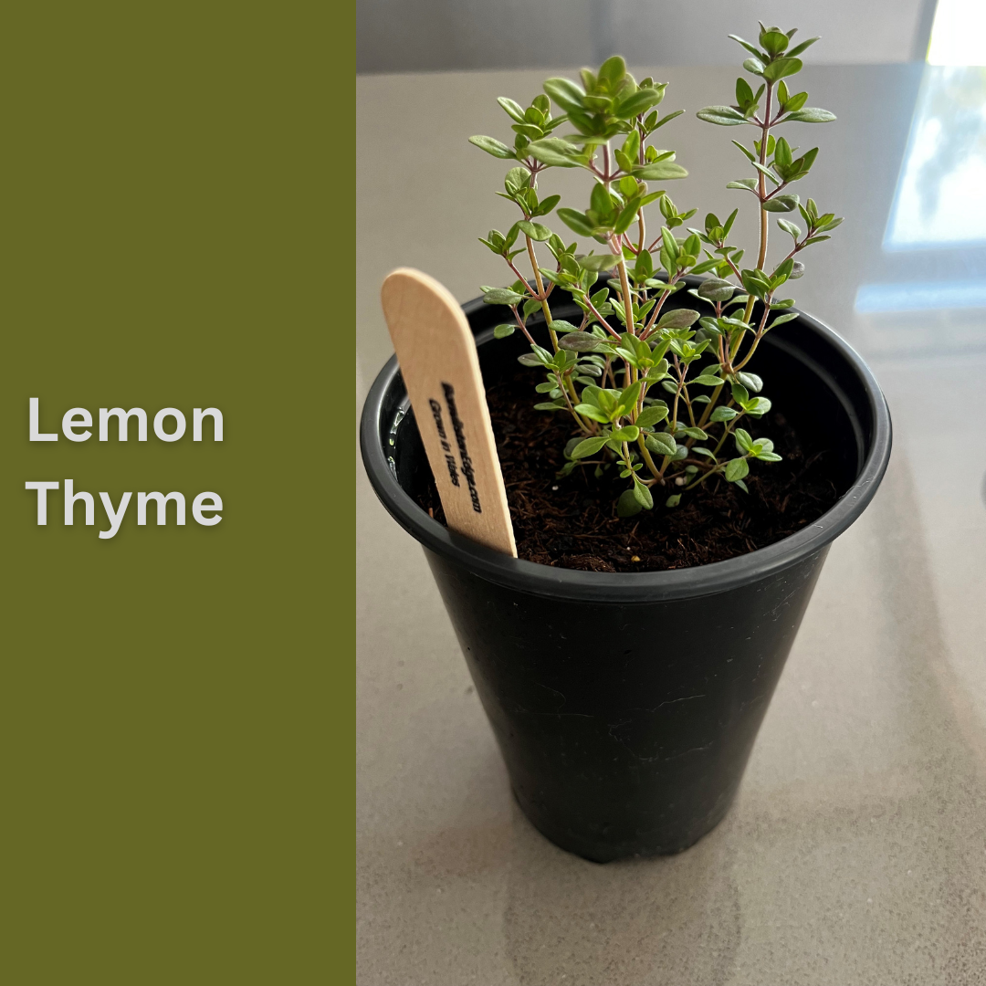 Lemon Thyme