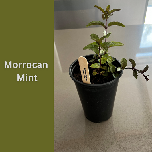 Moroccan Mint