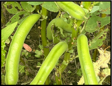 Broad Beans 200g