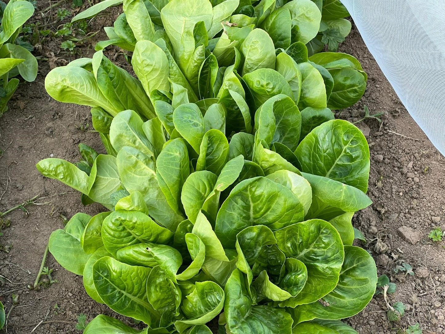 Lettuce per item