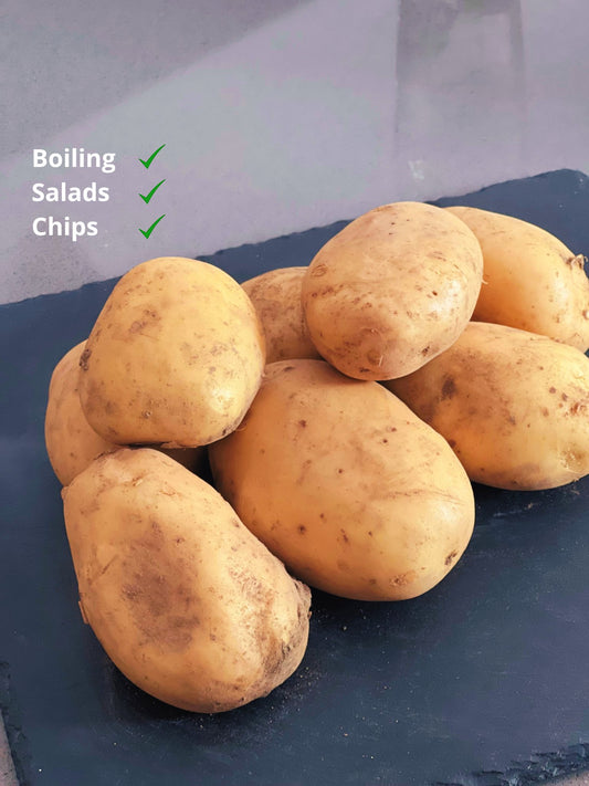 Potatoes - Maris Bard